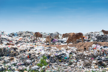 big garbage dump,The huge waste pile extends into the garbage mountain.That is product from the petrochemical industry.Plastic is a necessary and cheap packaging for food.select focus.cows eat scraps.