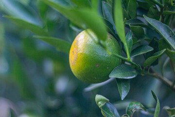 The oranges are not yet ripe. green olives on tree