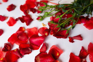 red roses on a white background. rose petals for valentine's day