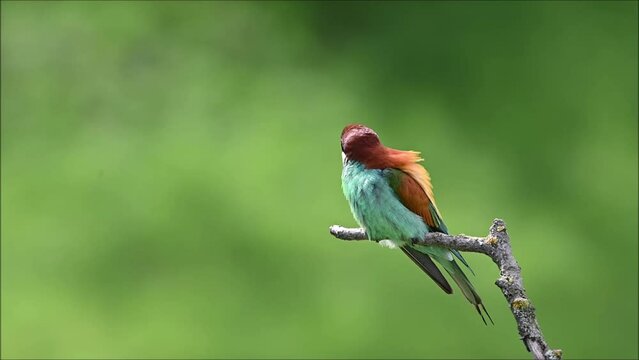 The European bee-eater (Merops apiaster), video of a beautifully coloured bird sitting on a branch with greenery in the background.