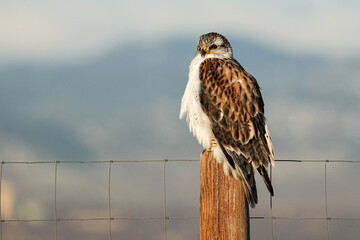 Ferruginous Hawk
