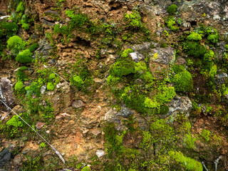 imagen detalle pared de tierra y piedras con musgo verde 