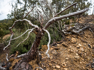imagen de un árbol seco en un camino de tierra con árboles al fondo