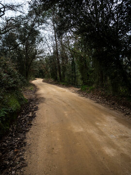 imagen de un camino de tierra entre los &aacute;rboles con el cilo nublado 