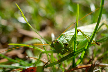 Close-up portrait of a green grasshopper in the grass.