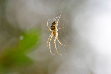Spider on a web on a blurred background.