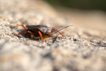 Portrait of a young stink bug resting on the sun.