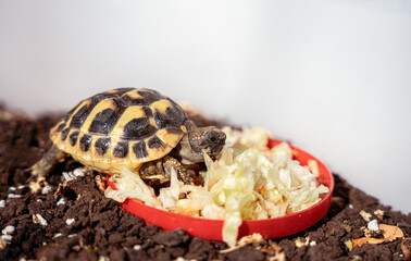 Pet turtle eating lettuce salad.