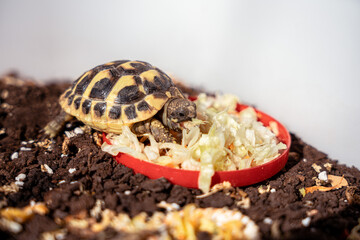 Pet turtle eating lettuce salad.