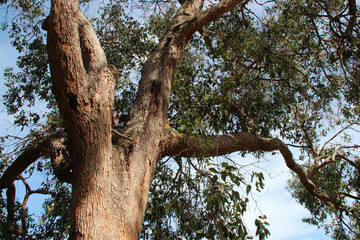 gum tree in australia