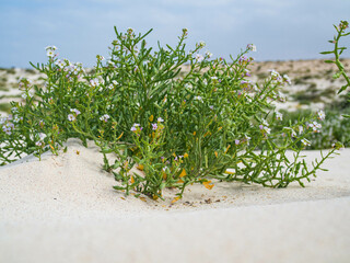 green bush with white flowers on a beach with white sand