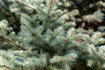 Blue spruce background. Coniferous tree. Nature, Christmas, New Year, seasonal concept.