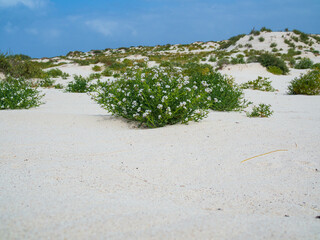 grass on a beach