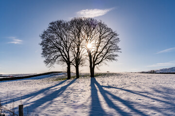 Snowy trees in a North Wales winter 