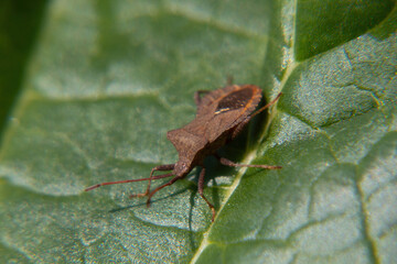 bug on a green leaf