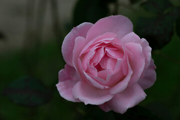 Pink rose in soft color, Made with blur style for background