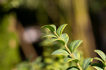 boxwood. Buxus sempervirens s. young boxwood leaves on a branch