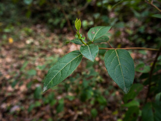 Fototapeta na wymiar imagen detalle rama con hojas verdes y la naturaleza desenfocada de fondo 