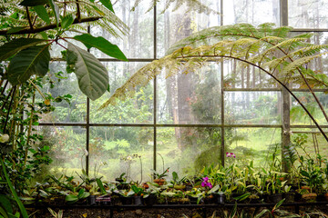 Orchid plant nursery view from inside with pine tree view on the outside