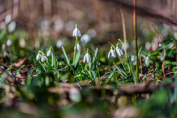Snowdrops flower in spring forest