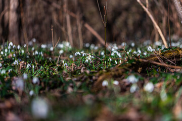 Snowdrops flower in spring forest