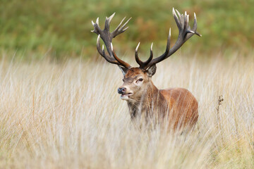 Naklejka na ściany i meble Red deer stag during rutting season in autumn