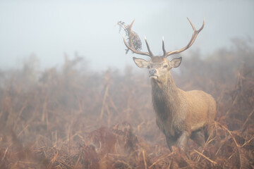 Naklejka na ściany i meble Red deer stag in the morning mist