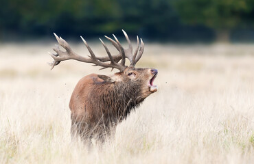 Red deer stag calling during rutting season in autumn