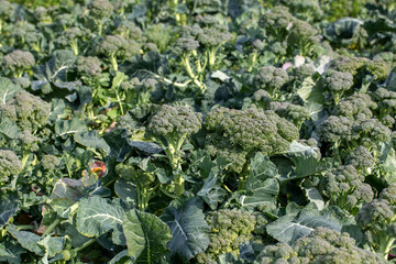 Natural broccoli grown field in Izmir - Menemen - Emiralem plain , Mature broccoli is grown in a field outdoors.
