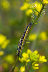 Sinapis arvensis Turkish name : Great White Angel (Pieris brassicae ) butterfly caterpillar on mustard grass . While feeding on the plant.