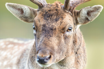 Close up of a Fallow deer (Dama dama)