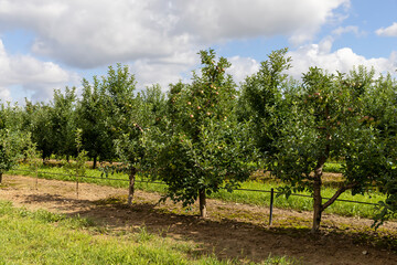 Fototapeta premium Apple orchard with a mature harvest of green apples
