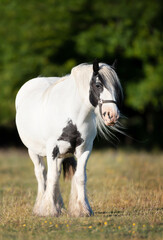 Close up of a white horse standing on grass in summer