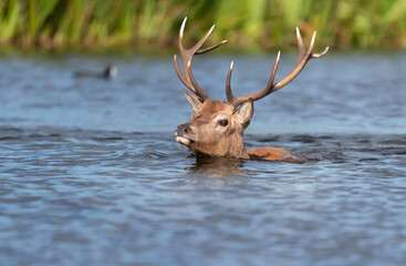 Red deer stag swimming in water during rutting season