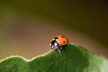 ladybird on leaf