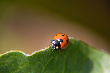 ladybird on leaf