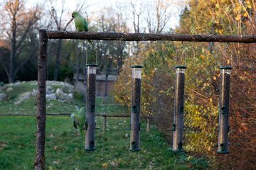 Observatoire des oiseaux du Jardin des Plantes, Paris. France.