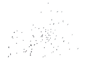 Flocks of flying pigeons isolated on white background.
