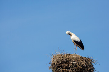 Ein Storch steht in seinem Nest auf einem Dach und putzt sich das Gefieder bei strahlend blauem Himmel