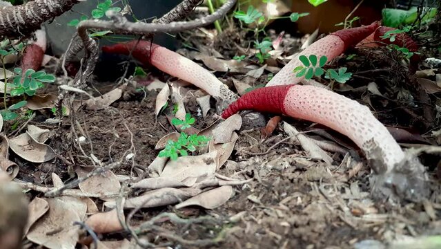 Mushroom on the ground, Mutinus ravenelii, Ravenel red Stinkhorn