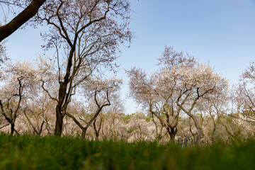 Quinta de los Molinos. Flower. Spring. Community of Madrid park at the time of the flowering of almond and cherry trees in the streets of Madrid, in Spain. Spring 2023.