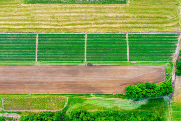 Green fields aerial view before harvest at summer. Aerial view of green fields
