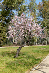 Quinta de los Molinos. Flower. Spring. Community of Madrid park at the time of the flowering of almond and cherry trees in the streets of Madrid, in Spain. Spring 2023.