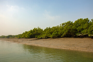 Beautiful lush green mangrove forest at Sundarban, India.