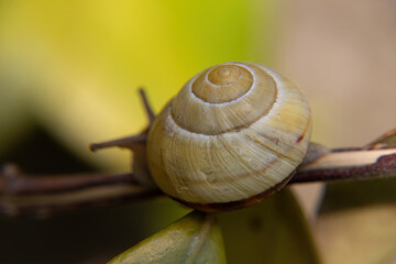 snail on a leaf