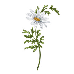 Wild flower of white chamomile, with green leaves. On a white background. Design for herbal tea, natural cosmetics, aromatherapy, health products, textiles