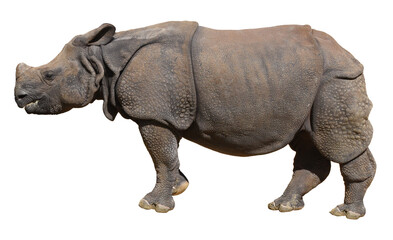 Obraz premium Indian rhinoceros, isolated (without background)