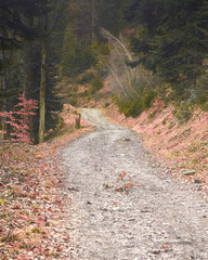 Mountain path. On the Beskid trail. (The road to Hrobacza Łąka).