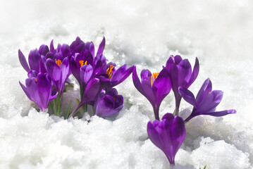 Spring snowdrops flowers violet crocuses ( Crocus heuffelianus ) in snow with space for text