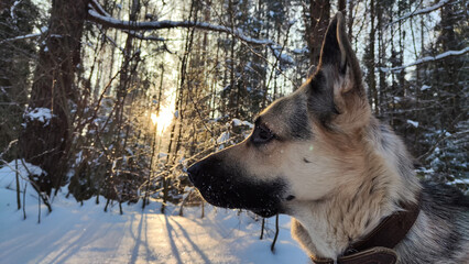 Dog German Shepherd in a winter day and white snow arround. Waiting eastern European dog veo in cold weather